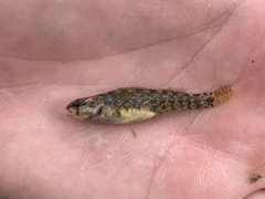 Etheostoma lepidum