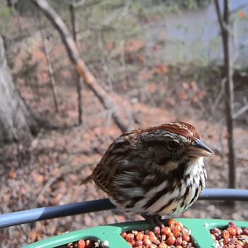 Song Sparrow observed by bunnyofdoom87