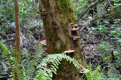 Ganoderma zonatum