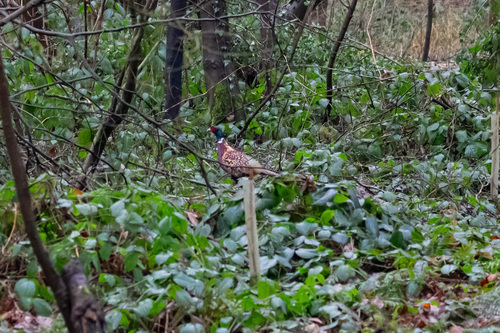 Common Pheasant observed by retrosnapper