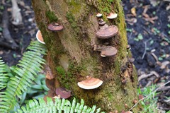Ganoderma zonatum