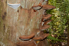 Ganoderma zonatum