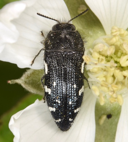 Acmaeodera ornata (Fabricius, 1775)