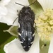 Ornate Yellow-marked Buprestid - Photo (c) skitterbug, some rights reserved (CC BY), uploaded by skitterbug