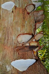 Ganoderma zonatum
