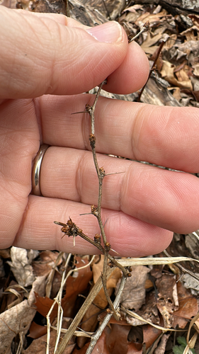 Japanese barberry