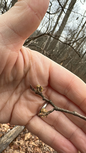 Witch Hazel