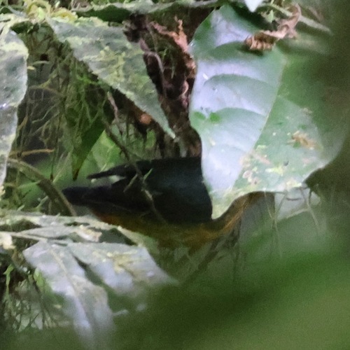 Tawny-crested Tanager (Tachyphonus delatrii), photo 4