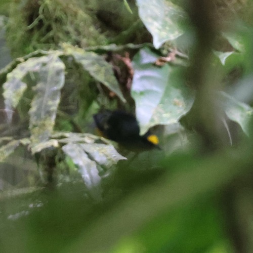 Tawny-crested Tanager (Tachyphonus delatrii), photo 3
