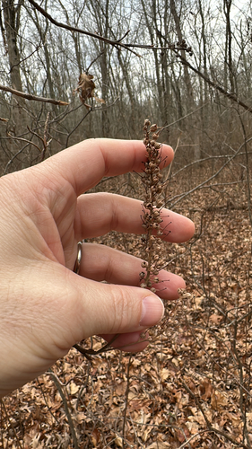 Sweet Pepperbush