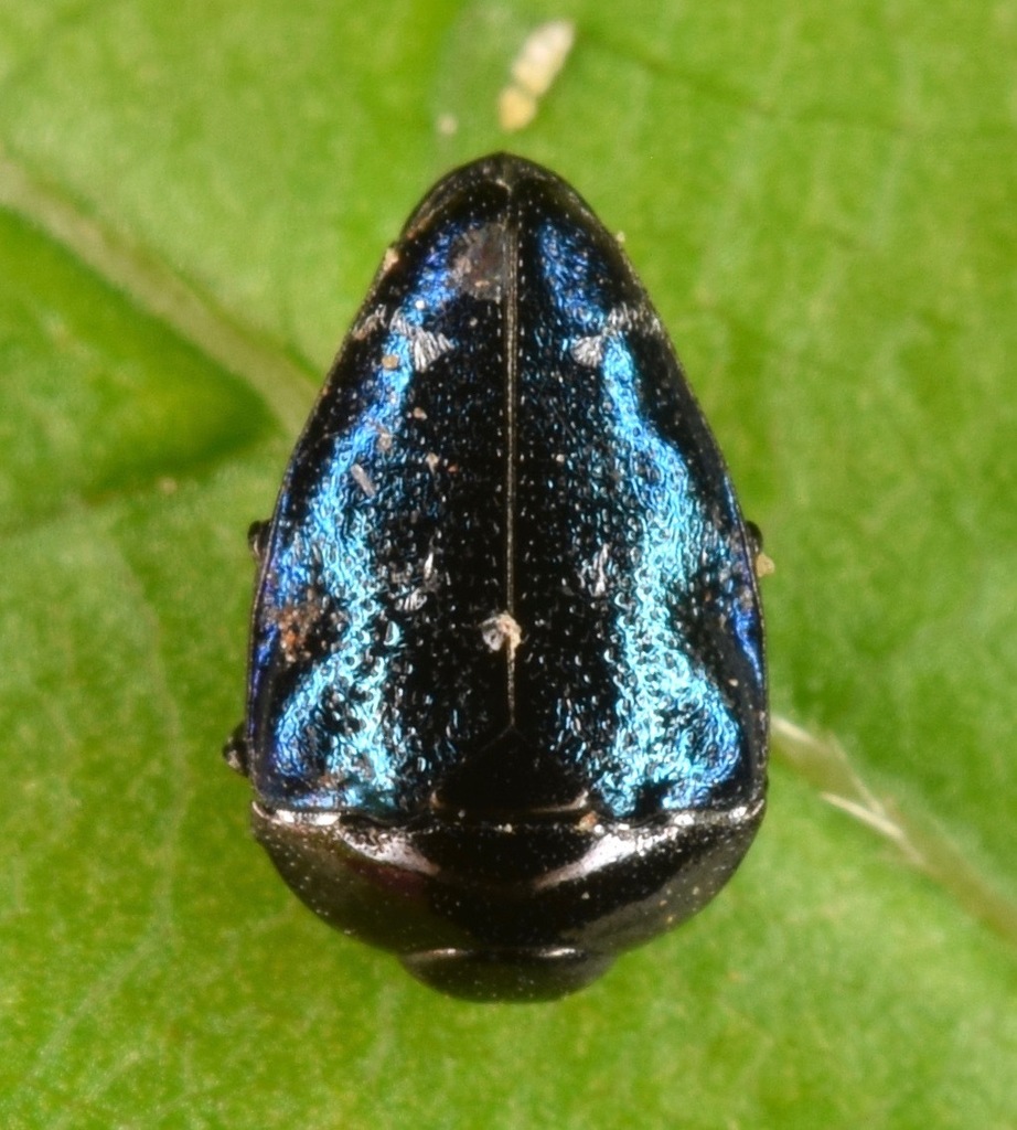 Pachyschelus