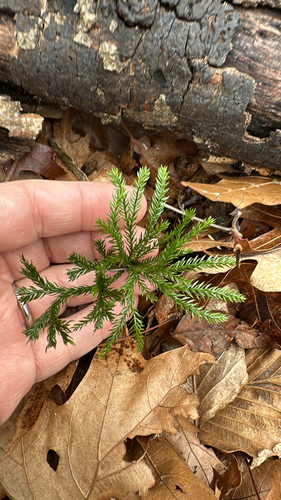 Flat-Branched Tree-Clubmoss