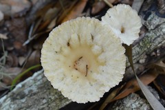 Cymatoderma caperatum