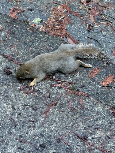 Douglas's Squirrel observed by susanlundahl