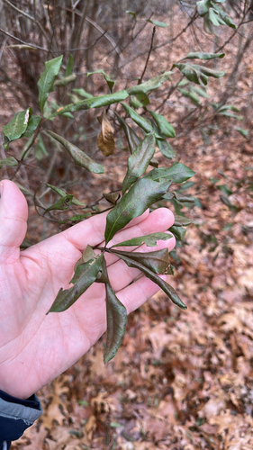 northern bayberry