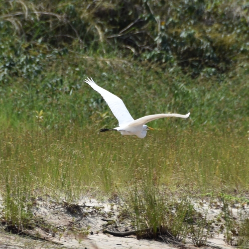 Great Egret