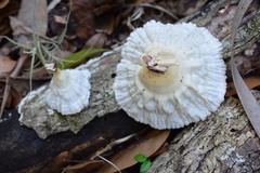 Cymatoderma caperatum