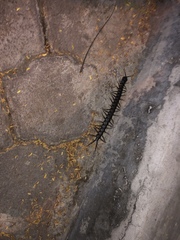 Scolopendra galapagoensis