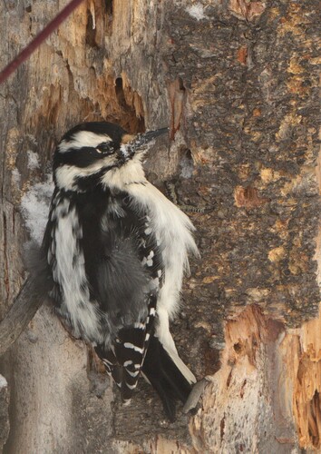 pic chevelu observed by frankthewood