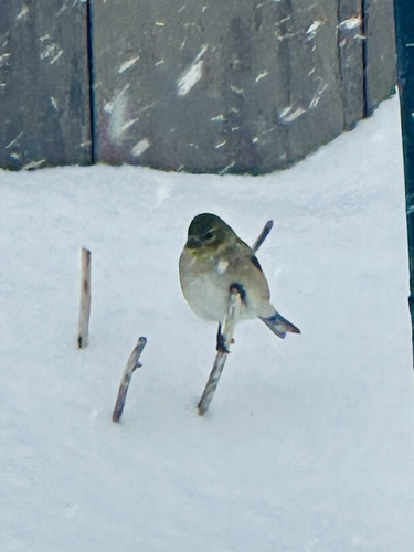 American Goldfinch observed by raysnook