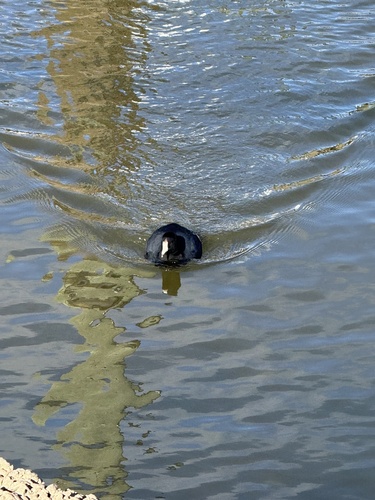 American Coot observed by laned228