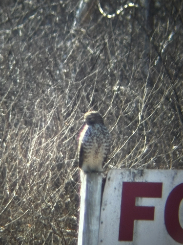 Red-shouldered Hawk observed by bathroomstahl