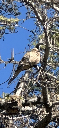 Mourning Dove observed by joescience1