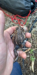 Limnodynastes dumerilii dumerilii