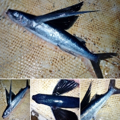 Cheilopogon cyanopterus