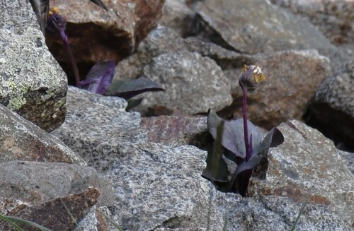 Senecio soldanella