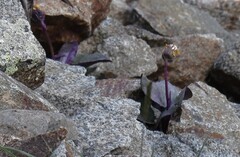 Senecio soldanella