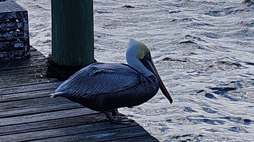 Braunpelikan observed by andreabss68