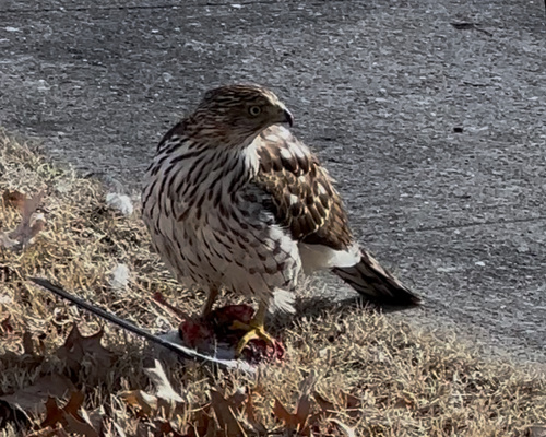 Cooper's Hawk observed by jcutter