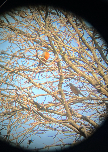 American Robin observed by archaeocete