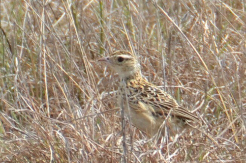 iNaturalist image