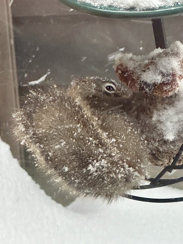 American Red Squirrel observed by raysnook