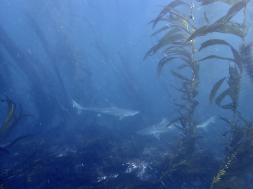 Eastern school shark (Galeorhinus galeus) — Triakidae