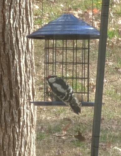Downy Woodpecker observed by ashalanes