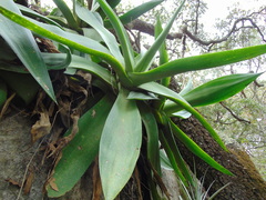 Agave mitis