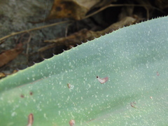 Agave mitis
