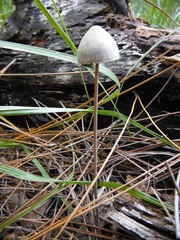 Panaeolus papilionaceus