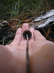 Panaeolus papilionaceus