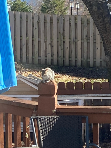 Eastern Gray Squirrel observed by leo73171
