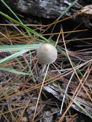 Panaeolus papilionaceus