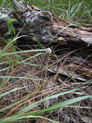 Panaeolus papilionaceus