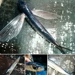Cheilopogon melanurus