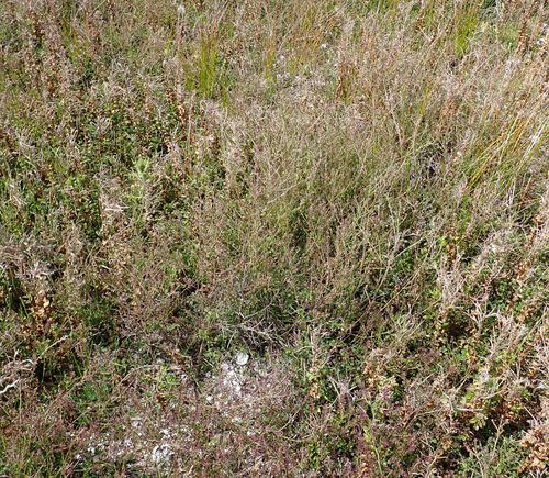 Bushy Peppercress (Lepidium desvauxii)