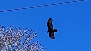 Truthahngeier observed by andreabss68