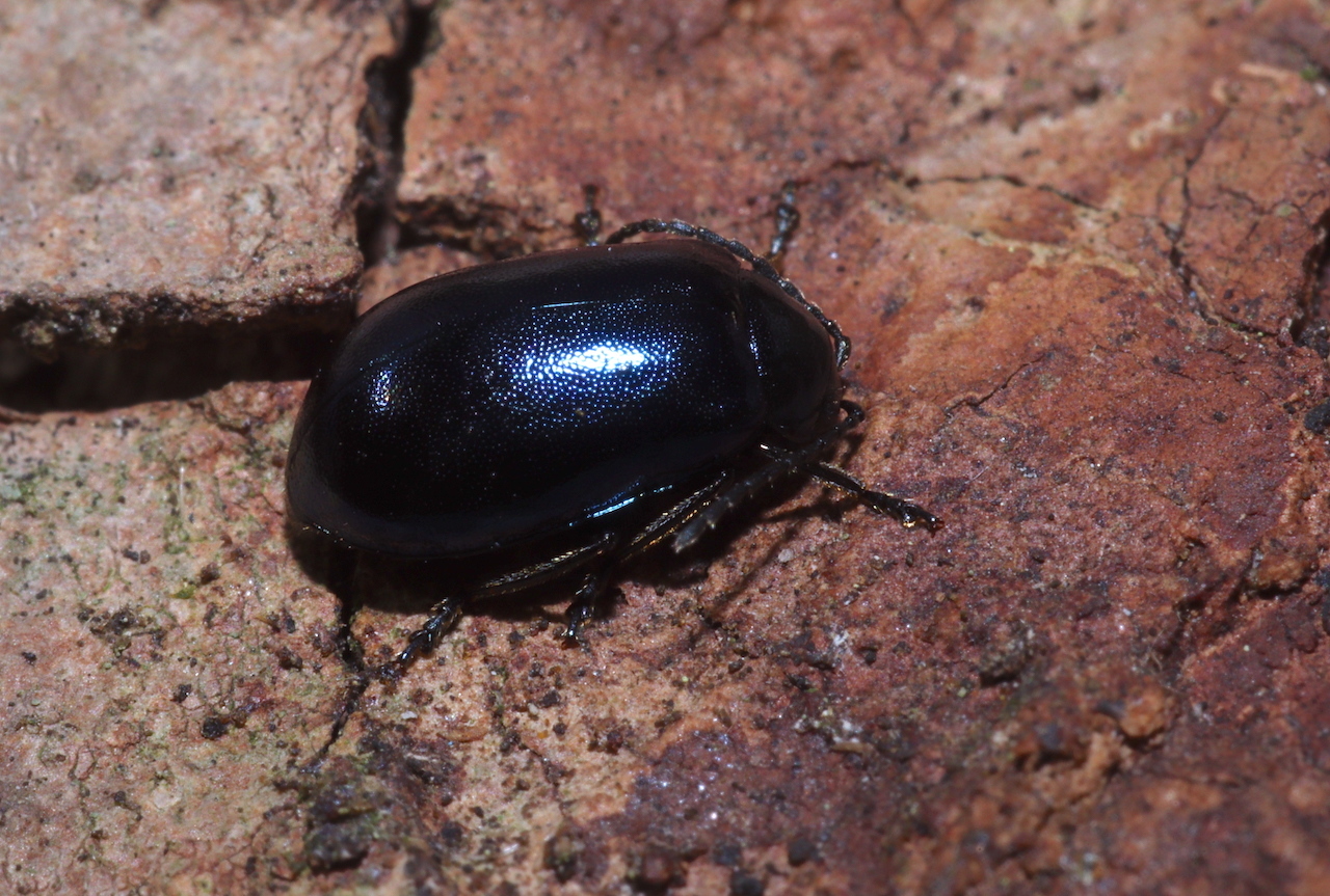 Agelastica alni