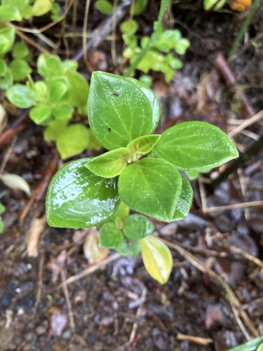 Peperomia cookiana observed 2026-01-15